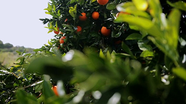 在地中海的橘子林中，橙子挂在树上