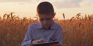 一位年轻的农民在日落时分用平板电脑和成熟的小麦近场使用互联网