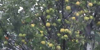 多汁，美丽，神奇，漂亮的苹果在树枝上的阵雨和微风。浅景深，慢动作色调的视频，50fps。