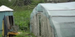 蜘蛛网与水滴在农村地区