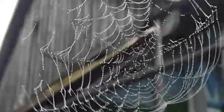 蜘蛛网与水滴在农村地区
