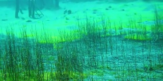 水下植物生长在蓝色清澈的湖里