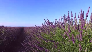 法国南部的薰衣草视频素材模板下载