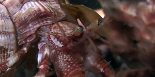 癌症寄居蟹在白海海底寻找食物。