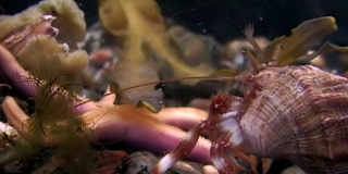 癌症隐士和海星在白海海底寻找食物。