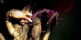 在俄罗斯白海的海床上，蟹hios用爪子抓战利品。