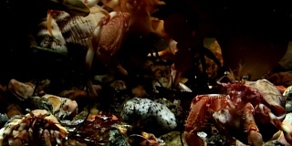 在白海海底寻找食物的寄居蟹家族。