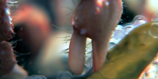 癌症隐士在白海海底寻找食物吃鱼子酱。