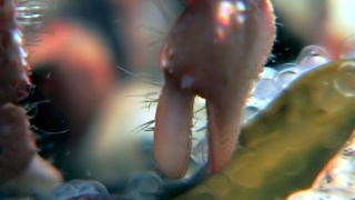 癌症隐士在白海海底寻找食物吃鱼子酱。视频素材模板下载