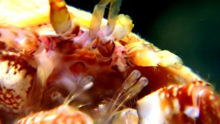 癌症隐士在白海海底寻找食物吃鱼子酱。视频素材模板下载