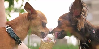 两只狗舔着冰淇淋。那些狗吃美味的冰淇淋。草莓味的蛋卷冰淇淋对狗是有害的食物。