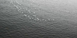 一群鸟掠过湖面