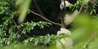 树上的两只可爱的熊猫宝宝，4k