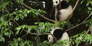 树上的两只可爱的熊猫宝宝，4k