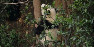 可爱的熊猫宝宝爬上树，4k