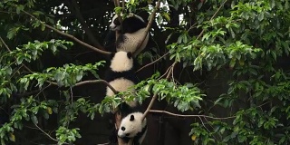 树上三只可爱的熊猫宝宝，4k