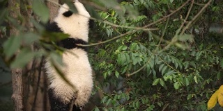 树上一只可爱的熊猫宝宝，4k