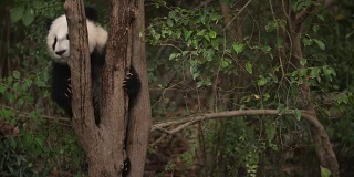 树上一只可爱的熊猫宝宝，4k