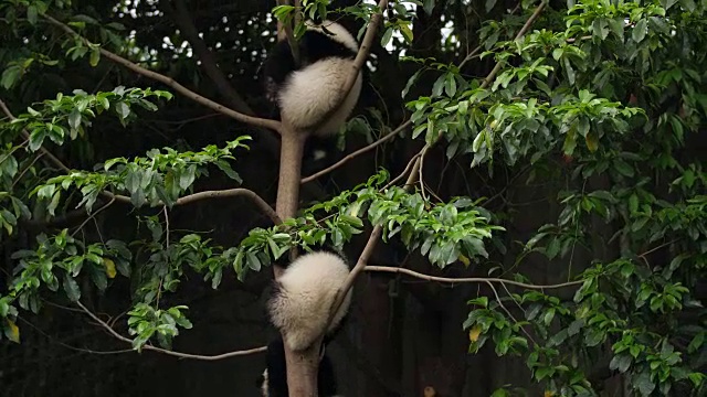 树上三只可爱的熊猫宝宝，4k