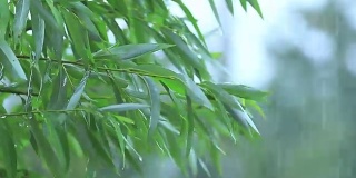 在一场大雨中，柳树的绿叶在树枝上伴着一阵微风。浅景深，调好的视频，50fps。