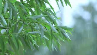 在一场大雨中，柳树的绿叶在树枝上伴着一阵微风。浅景深，调好的视频，50fps。视频素材模板下载