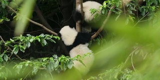 两只可爱的熊猫宝宝在树上玩耍，4k