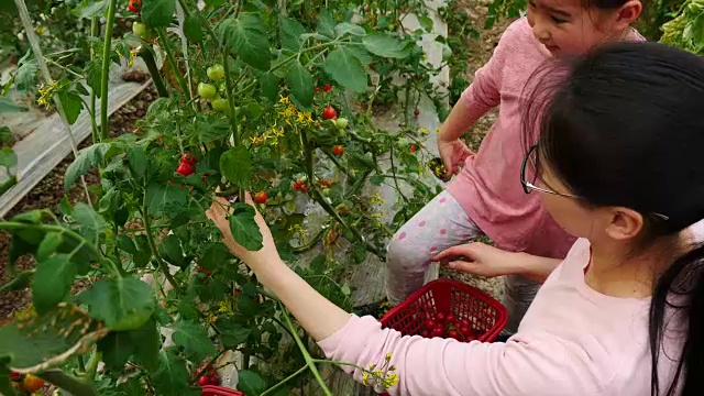 一个亚洲小女孩和她的妈妈在农场里采摘樱桃番茄