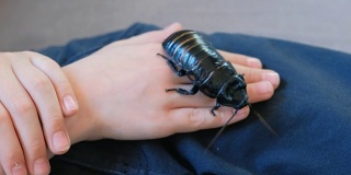 雄性发出嘶嘶声的蟑螂，马达加斯加蟑螂中最大的一种。坐在男孩的手上。