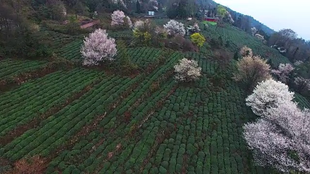 鸟瞰图的茶田在山上盛开的鲜花，4k