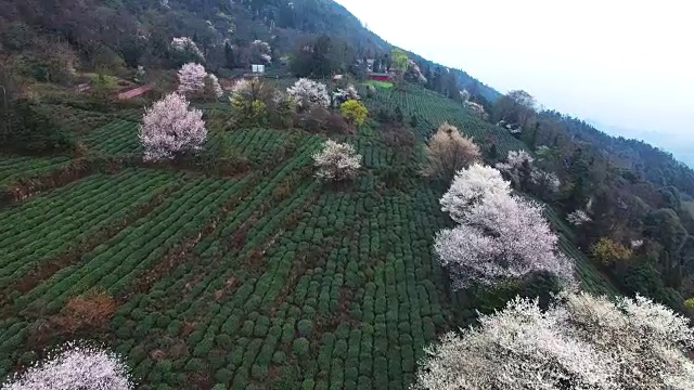 鸟瞰图的茶田在山上盛开的鲜花，4k
