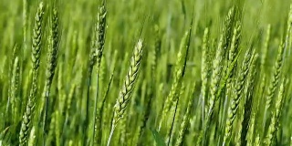 风和绿麦穗。那是一株开始成熟的小麦，青生的麦田
