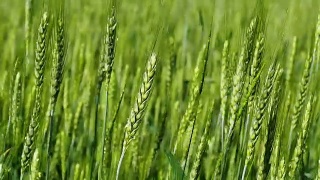 风和绿麦穗。那是一株开始成熟的小麦，青生的麦田视频素材模板下载