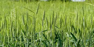 风和绿麦穗。那是一株开始成熟的小麦，青生的麦田