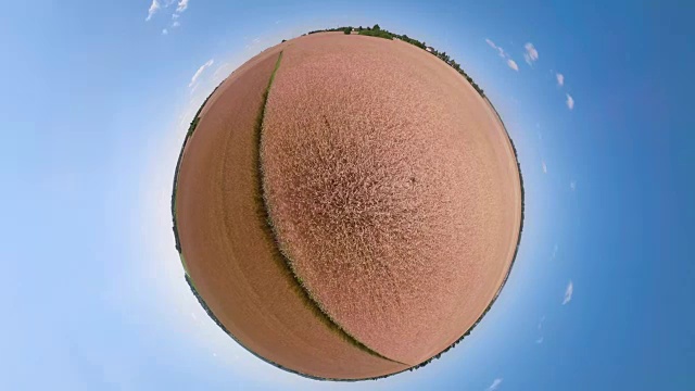 黄麦田球形全景图