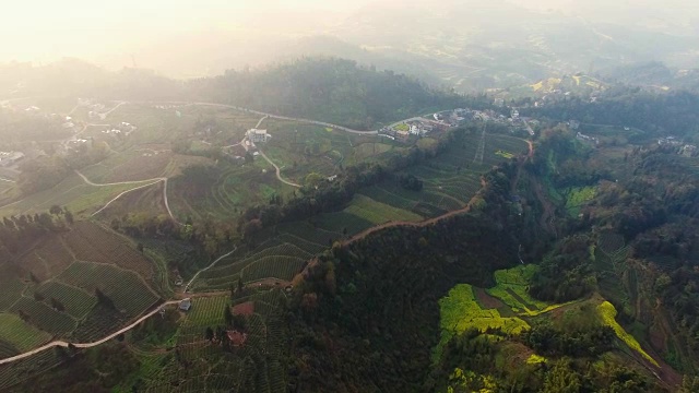 美丽的鸟瞰图的茶叶梯田在中国四川的春天