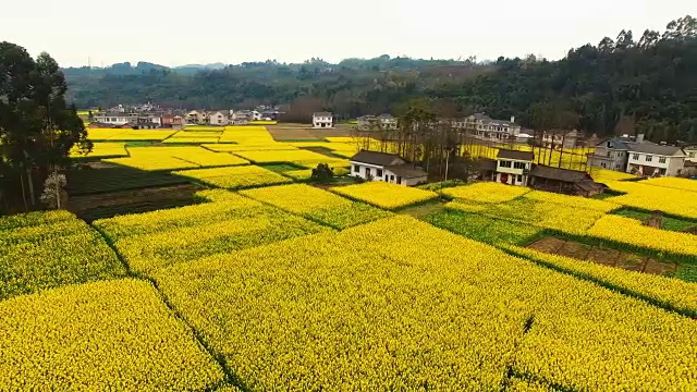 鸟瞰图美丽的春天中国农村村庄在盛开的油菜花田