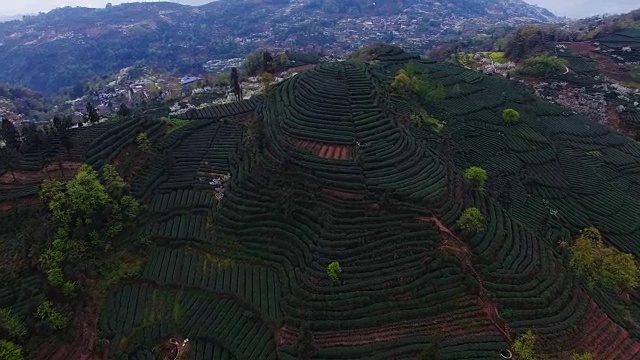 美丽的鸟瞰图的茶叶梯田在中国四川的春天