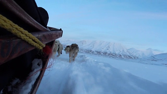 狗在北极拉雪橇