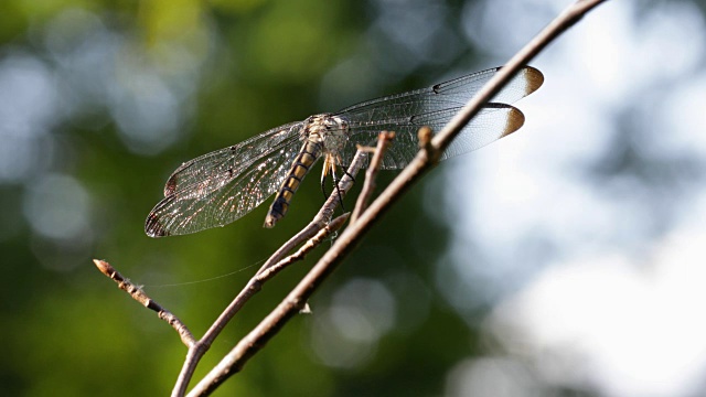 蜻蜓坐在小树枝上
