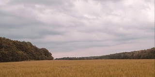 黄腹小麦田和后方的树木