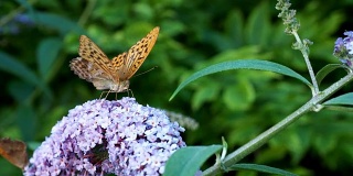 银洗贝母或银蝶坐在蝴蝶丛上