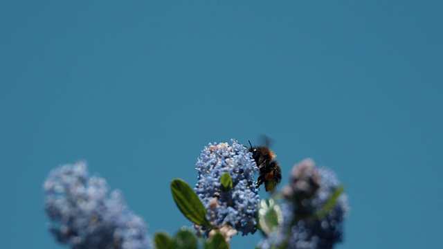 黄尾大黄蜂，熊蜂，给海洋花包，腿上装满花粉，授粉法案，诺曼底，4K慢镜头