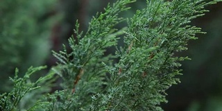 晴天观赏植物的枝条