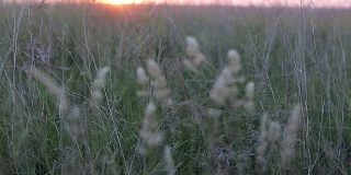 日落时微风吹动草地