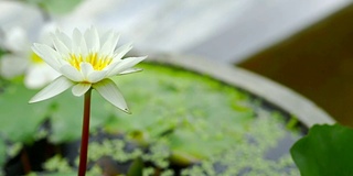 荷花在水盆里盛开