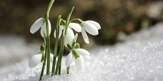 雪花莲从雪中开出，冬天结束，春天来临