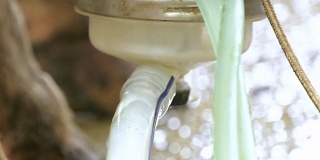挤牛奶的过程。牛奶店正在运作。牛奶流过管子。