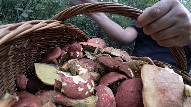 这位成年男子在宾夕法尼亚州波科诺斯的阿巴拉契亚森林里采集蘑菇