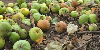 从树上落下的苹果。秋日清晨，乡村庭院，苹果树下腐烂的苹果。