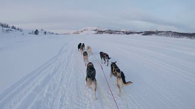 狗在雪中拉雪橇